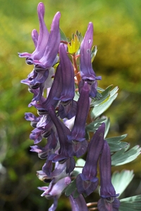Stornunneört, Corydalis solida, stor nunneört, fliknunneört, nunneört