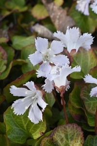 Fransklocka, Shortia uniflora