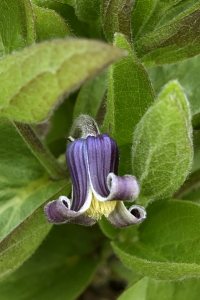 Fremontklematis, Clematis fremontii