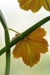 Fyrkantspelargon, Pelargonium tetragonum