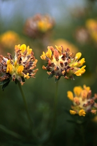 Getväppling, Anthyllis vulneraria