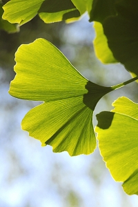 Ginkgo biloba