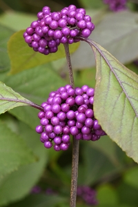 Glasbärsbuske, Callicarpa bodinieri, kinesisk glasbärsbuske