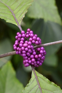 Glasbärsbuske, Callicarpa bodinieri, kinesisk glasbärsbuske