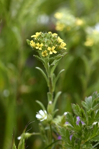 Grådådra, Alyssum alyssoides