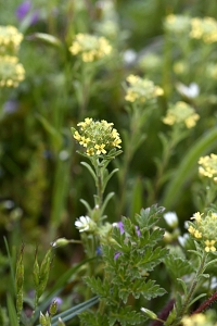 Grådådra, Alyssum alyssoides