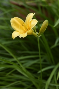 Gul gräslilja, Sisyrinchium californicum