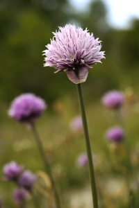 Gräslök, Allium schoenoprasum