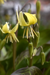 Gul hundtandslilja 'Pagoda', Erythronium tuolumnense