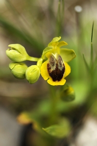 Gul ofrys, Ophrys lutea ssp. lutea, Ophrys phryganae