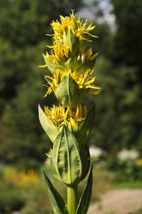 Gullgentiana, Gentiana lutea