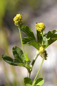 Gullklöver, Trifolium aureum