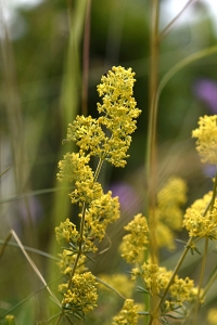 Gulmåra, Galium verum