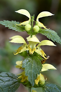 Gulplister, Lamium galeobdolon