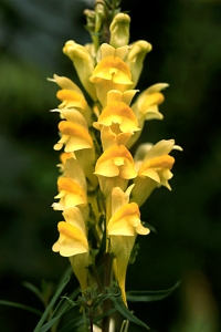 Gulsporre, Linaria vulgaris