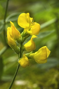 Gulvial, Lathyrus pratensis