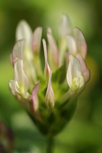 Härmklöver, Trifolium nigrescens ssp. nigrescens, klöver