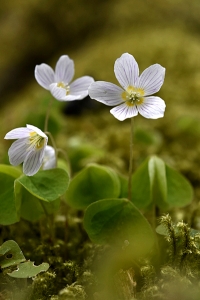 Harsyra, Oxalis acetosella
