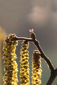 Hassel, Corylus avellana