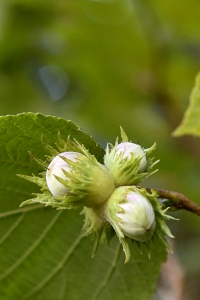 Hassel, Corylus avellana