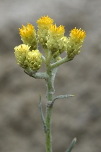 Hedblomster, Helichrysum arenarium