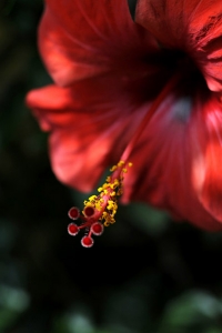 Hibiskus, Hibiscus rosa-sinensis