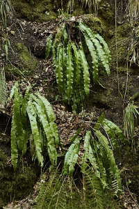 Hjorttunga, Phyllitis scolopendrium, Asplenium scolopendrium
