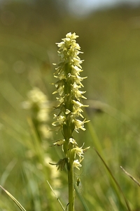 Honungsblomster, Herminium monorchis
