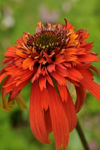 Röd rudbeckia 'Hot Papaya', Echinacea purpurea, Röd solhatt
