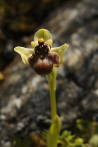 Humleofrys, Ophrys bombyliflora, ofrys