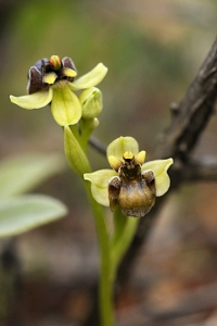 Humleofrys, ofrys, Ophrys bombyliflora