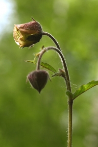 Humleblomster, Geum rivale