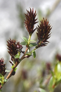 Hundvide, Salix repens