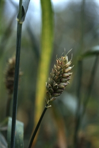 Indiskt dvärgvete, Triticum aestivum ssp. sphaerococcum, Shotwheat, wheat