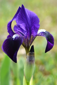 Iris bicapitata, monte gargano