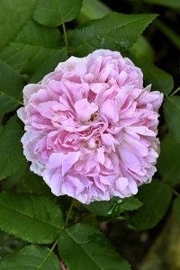 Ros 'Jacques Cartier'