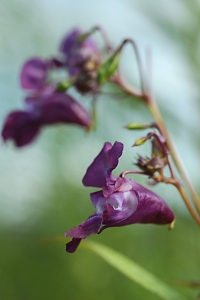 Jättebalsamin, Impatiens glandulifera