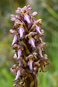 Jättenycklar, Himantoglossum robertianum, jättebockyxne