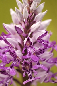 Johannesnycklar, Orchis militaris