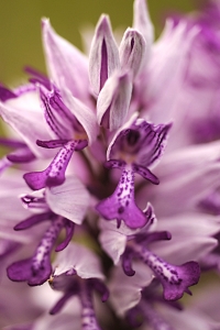 Johannesnycklar, Orchis militaris