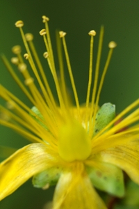 Johannesört, Hypericum sp.