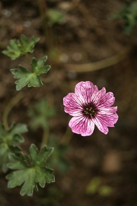 Jordnäva, Geranium cinereum