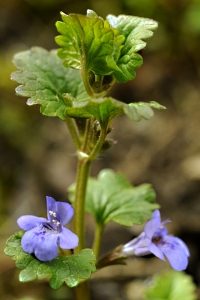 Jordreva, Glechoma hederacea