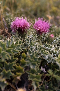 Jordtistel, Cirsium acaule