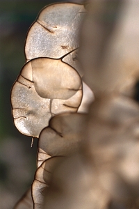 Judaspenningar, Lunaria annua