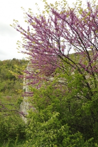 Judasträd, Cercis siliquastrum