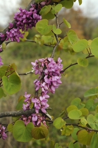 Judasträd, Cercis siliquastrum