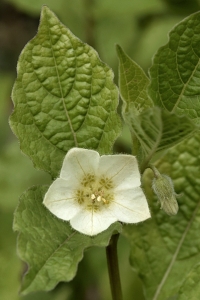 Judekörs, Physalis alkekengi, japansk lykta
