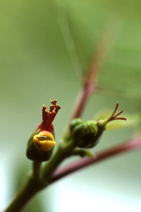 Julstjärna, Euphorbia pulcherrima