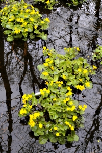 Kabbleka, Caltha palustris